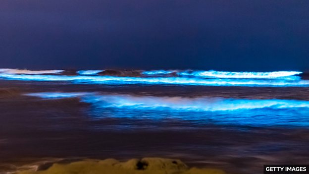 The 'magical' bioluminescence that makes the sea glow blue at night