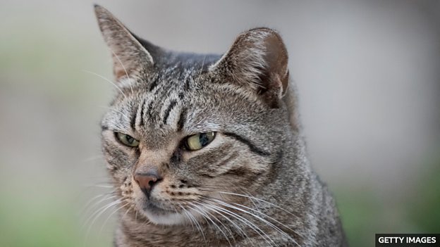 Cats have nearly 300 facial expressions, study says