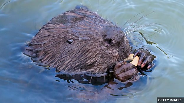 Reintroducing beavers to Scotland 苏格兰重新引入河狸